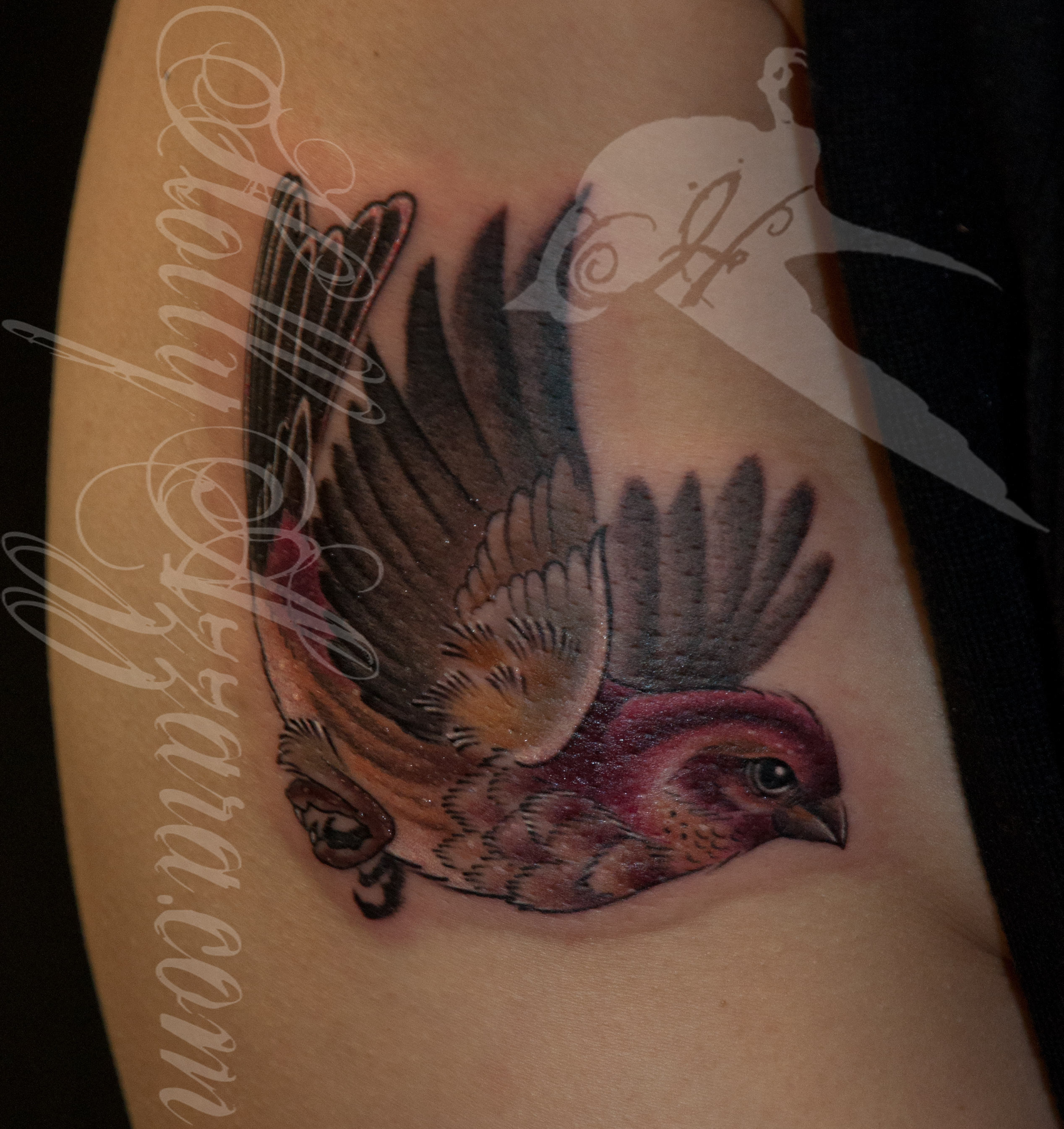Purple Finch by Holly Azzara Tattoos